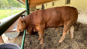 Eladó Limousin szavrasmarhák