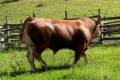 MachoMercse Atlas Vackor PP* 0191