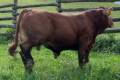 MachoMercse Balaton Vackor PP* 0230