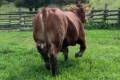 MachoMercse Balaton Vackor PP* 0230