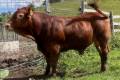 MachoMercse Aldo Vackor PP* 0231