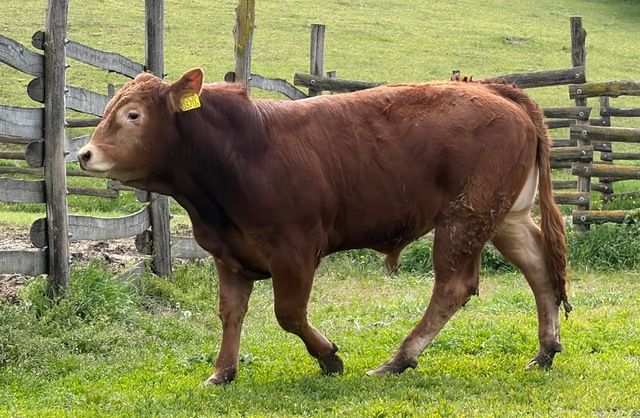 MachoMercse Daliás Bigott PP* 0370