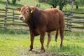 MachoMercse Daliás Bigott PP* 0370