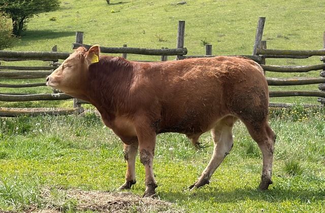 MachoMercse Direktor Bigott Pp* 0374