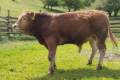 MachoMercse Direktor Bigott Pp* 0374