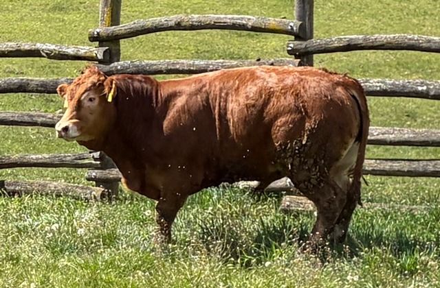 MachoMercse Démon Bigott Pp* 0386