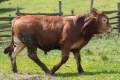 MachoMercse Darabos Bigott Pp* 0388
