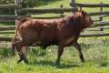 MachoMercse Dabasi Bigott Pp* 0390