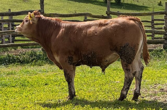 MachoMercse Deszki Bigott PP* 0391