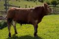 MachoMercse Deszki Bigott PP* 0391