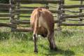 MachoMercse Deszki Bigott PP* 0391