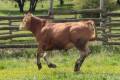 MachoMercse Deszki Bigott PP* 0391