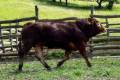 MachoMercse Ceres Vackor PP* 0309