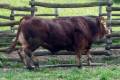 MachoMercse Ceres Vackor PP* 0309