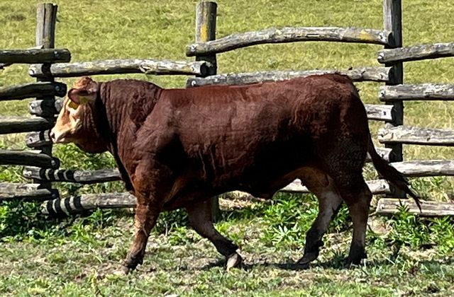 MachoMercse Csalfa Vackor PP* 0326