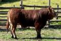 MachoMercse Csalfa Vackor PP* 0326