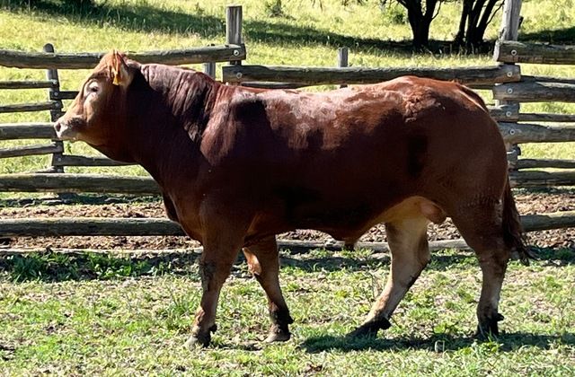 MachoMercse Cseles Vackor PP* 0327