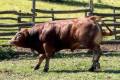 MachoMercse Cseles Vackor PP* 0327
